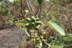 Cordia macleodii